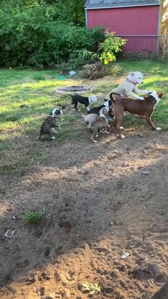 Mixed Breed dogs for sale: Pooh - Video 1