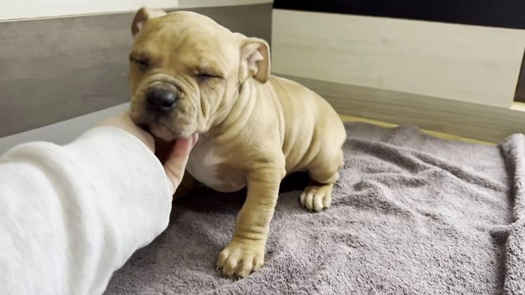 American Bully dogs for sale: Dustin - Video 1