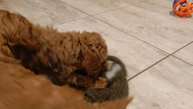 Cavapoo dogs for sale: Ginger - Video 2