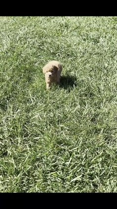 Toy Poodle dogs for sale: Bellini - Video 1