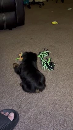 Yorkshire Terrier dogs for sale: BearBear - Video 1