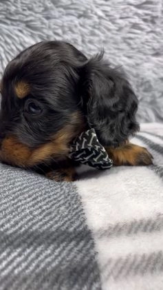 Dachshund dogs for sale: Little Bentley - Video 1