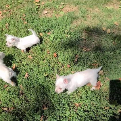 West Highland Terrier dogs for sale: Gabe - Video 1