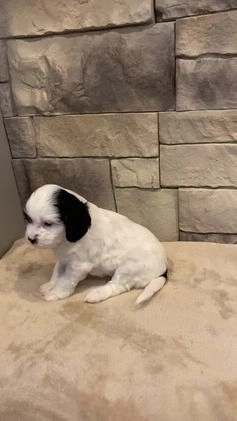 Cavapoo dogs for sale: Mocha  - Video 1