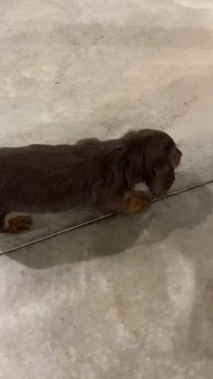 Miniature Dachshund dogs for sale: Lexi - Video 1