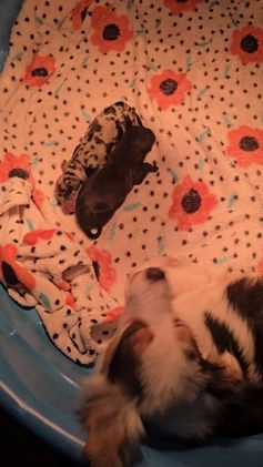 Mixed Breed dogs for sale: Tilly - Video 4