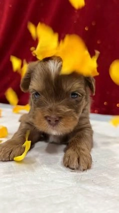 Yorkshire Terrier dogs for sale: Yorkshire Terrier Puppy 2 - Video 1