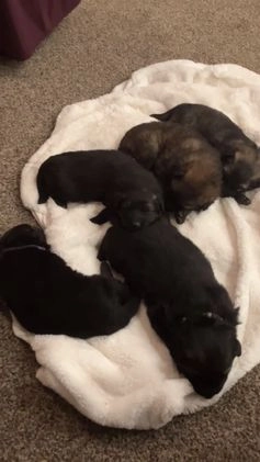 German Shepherd dogs for sale: ♥️SWEET DEZARAY ♥️ - Video 1