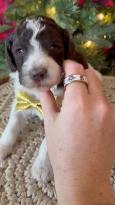 Mixed Breed dogs for sale: Patty - Video 6