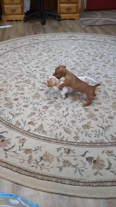 Dachshund dogs for sale: Noel - Video 1