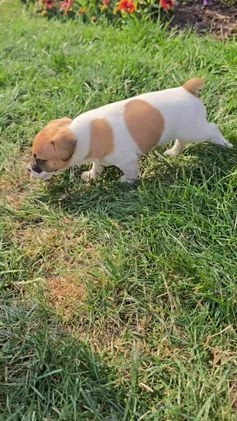 Jack Russell Terrier dogs for sale: Molly - Video 1