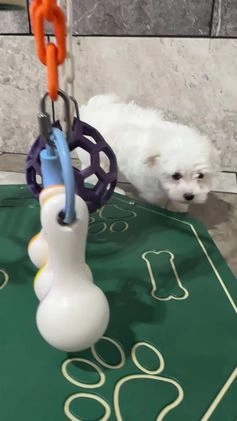 Maltese dogs for sale: James - Video 1