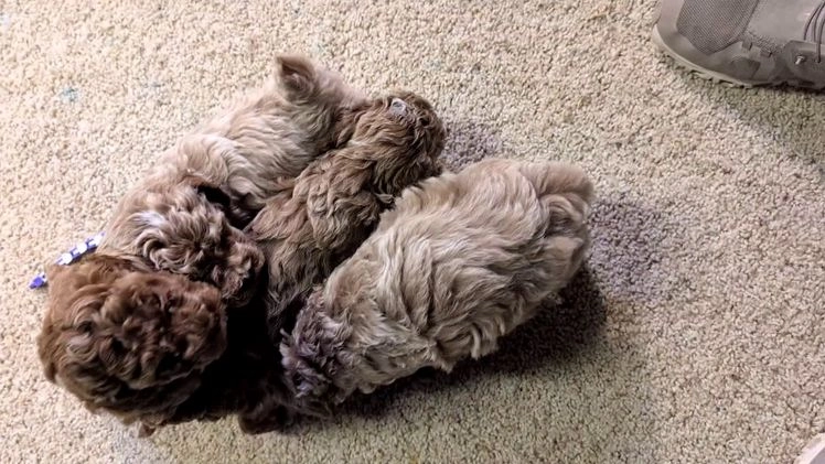 Miniature Poodle dogs for sale: Harmony  - Video 3