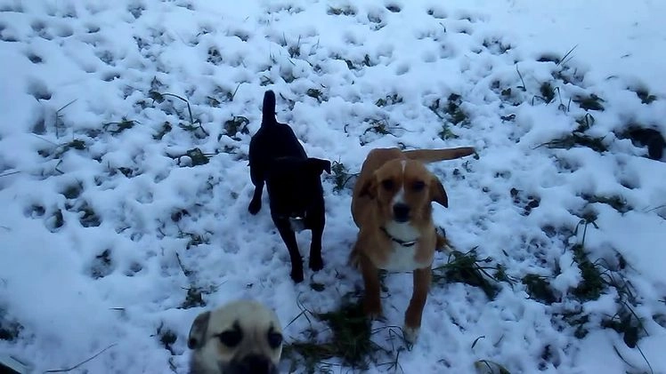 Mixed Breed dogs for sale:  Sheila - Video 4