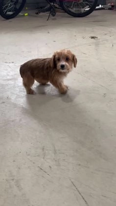 Yorkiepoo dogs for sale: Maisy - Video 1