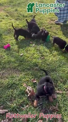 Rottweiler dogs for sale: Tina - Video 1