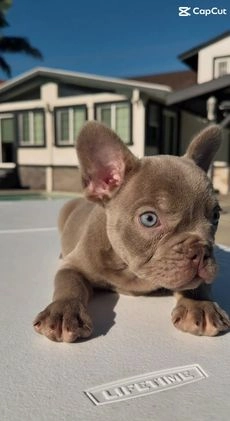 French Bulldog dogs for sale: French Bulldog Puppy 1 - Video 1