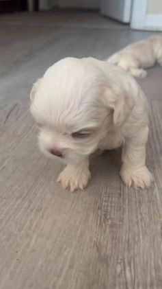 Shih Tzu dogs for sale: Shih Tzu Puppy 2 - Video 1