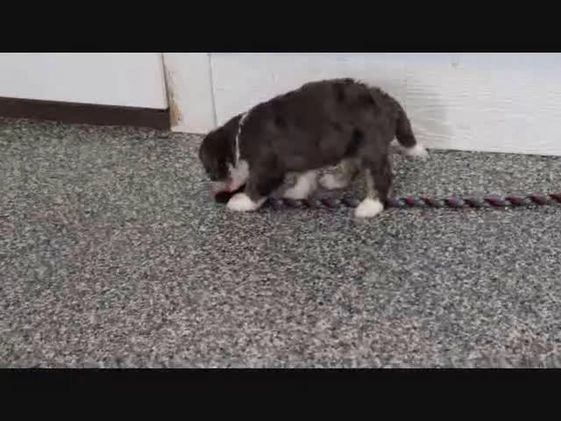 Mini Bernedoodle dogs for sale: Tony - Video 4