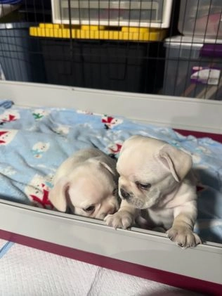 French Bulldog dogs for sale: Pierre - Video 1