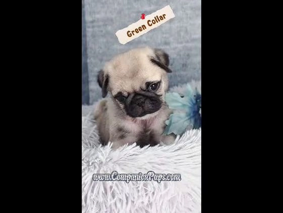 Pug dogs for sale: Green Collar - Fawn Male Pug Puppy - Video 1