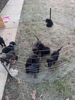 Mixed Breed dogs for sale: Puppy 4 - Video 1