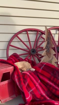 Cocker Spaniel dogs for sale: Alvin - Video 1