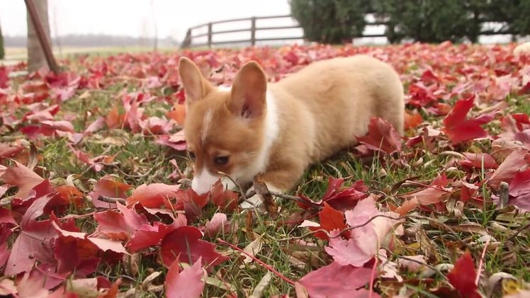 Welsh Corgi Pembroke dogs for sale: Steele - Video 1