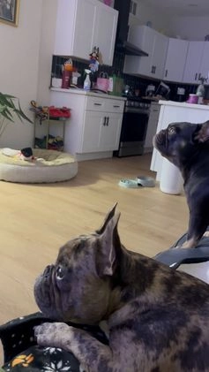 French Bulldog dogs for stud: Bubba  - Video 1