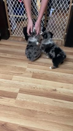 Australian Shepherd dogs for sale: Bear - Video 3