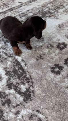 Miniature Dachshund dogs for sale: Flint - Video 1