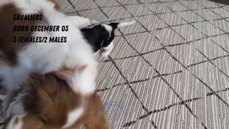 Cavalier King Charles Spaniel dogs for sale: Rover - Video 2