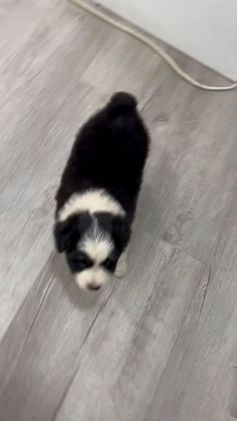 Australian Shepherd dogs for sale: Jace - Video 1