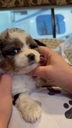 Mini Aussiedoodle dogs for sale: Cash - Video 3