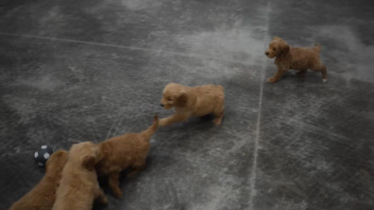 Goldendoodle dogs for sale: Piper - Video 1