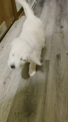 Golden Retriever dogs for sale: Lilly - Video 1