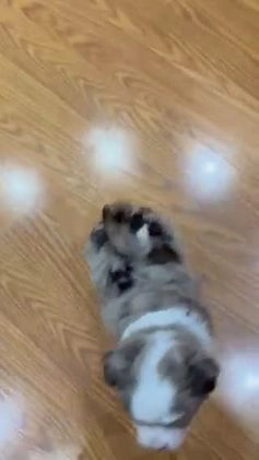 Mini Aussiedoodle dogs for sale: Mini Angel - Video 7