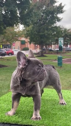 French Bulldog dogs for sale: Chanel - Video 1