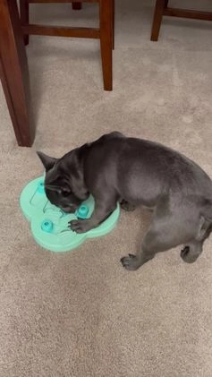 French Bulldog dogs for sale: Virgil French Bulldog - Video 1