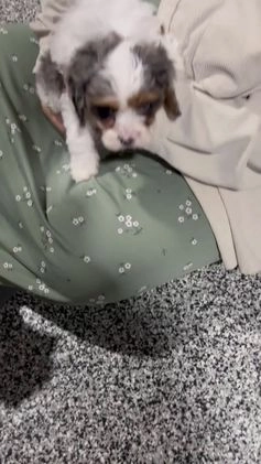 Cavapoo dogs for sale: Everett - Video 1