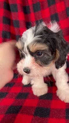 Cavapoo dogs for sale: Nora - Video 1