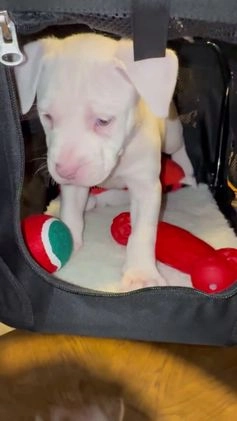 American Bully dogs for sale: Marshmallow  - Video 1