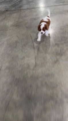 Cavalier King Charles Spaniel dogs for sale: Slash - Video 1