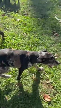 Mixed Breed dogs for sale: Rosey - Video 1