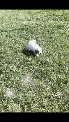 Cavapoo dogs for sale: Brioche - Video 1