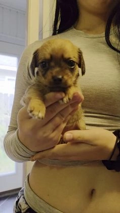 Mixed Breed dogs for sale: Honey - Video 1