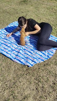 Chihuahua dogs for sale: Chihuahua Puppy 2 - Video 1