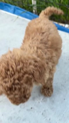 Standard Poodle dogs for sale: Eden - Video 1