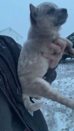 Australian Cattle Dog dogs for sale: Nacho - Video 1