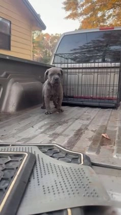 Cane Corso dogs for sale: Cane Corso Puppy 1 - Video 1
